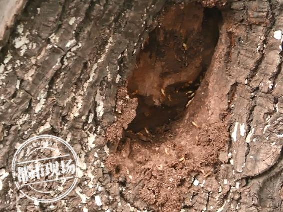 南昌：白蚁进入活跃期，居民不胜其扰，快来学学这些招数