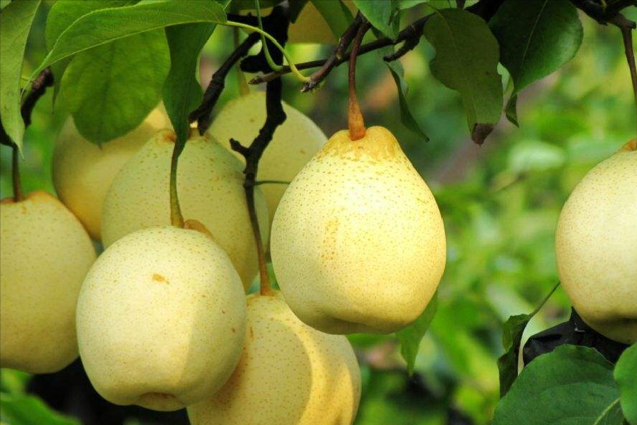 全国哪的梨最好吃？经过评选，这6个地方比较出名，有你家乡吗？