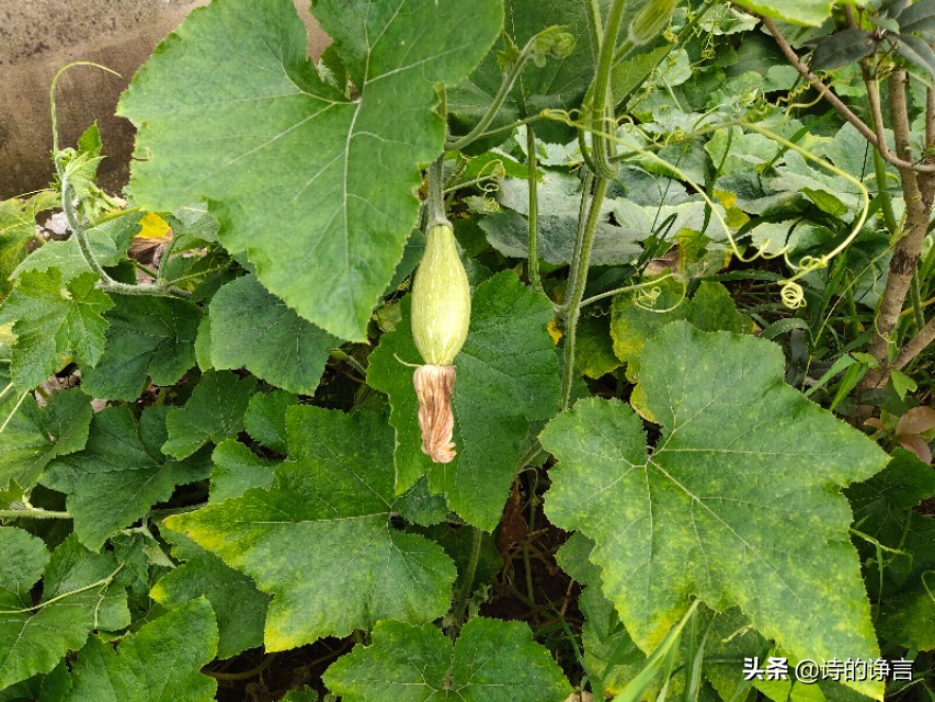 夏日水清凉，新鲜蔬菜嫩而香