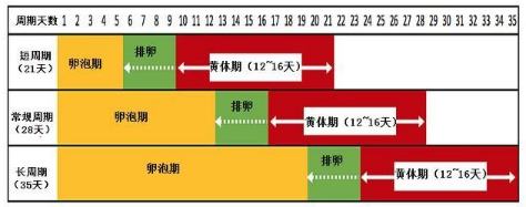 怀孕的天数到底是从哪天开始算的？