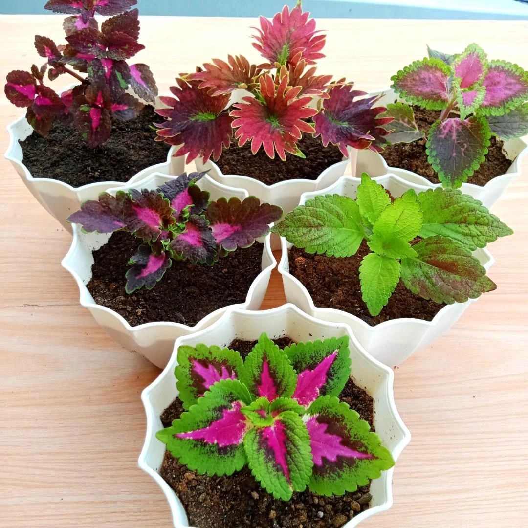10种叶色斑斓的观叶植物集合,都适合养成室内观赏盆栽