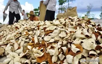 全国最贵的陈皮有多贵?50克一万元