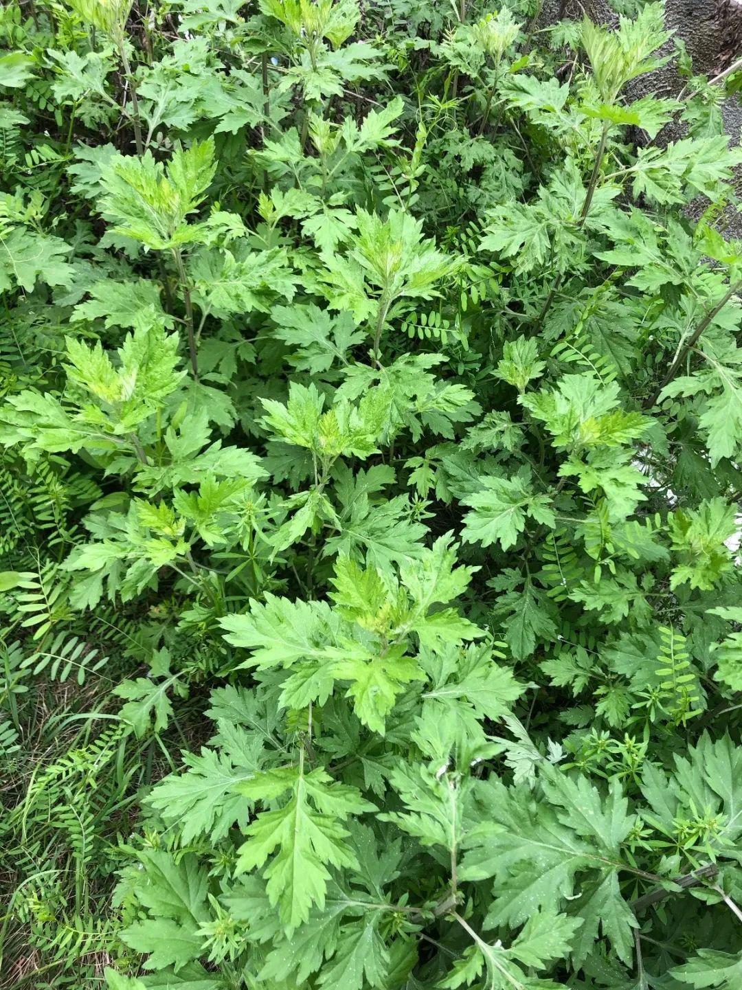 怕蚊虫就养这7种花,蚊子不敢靠近,还能爬满一院子
