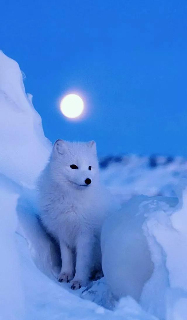 白色狐狸真实图片