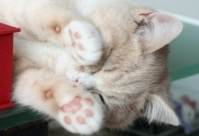 真的会有不会踩奶的猫吗？小猫咪踩奶的7种情况，主人快来了解