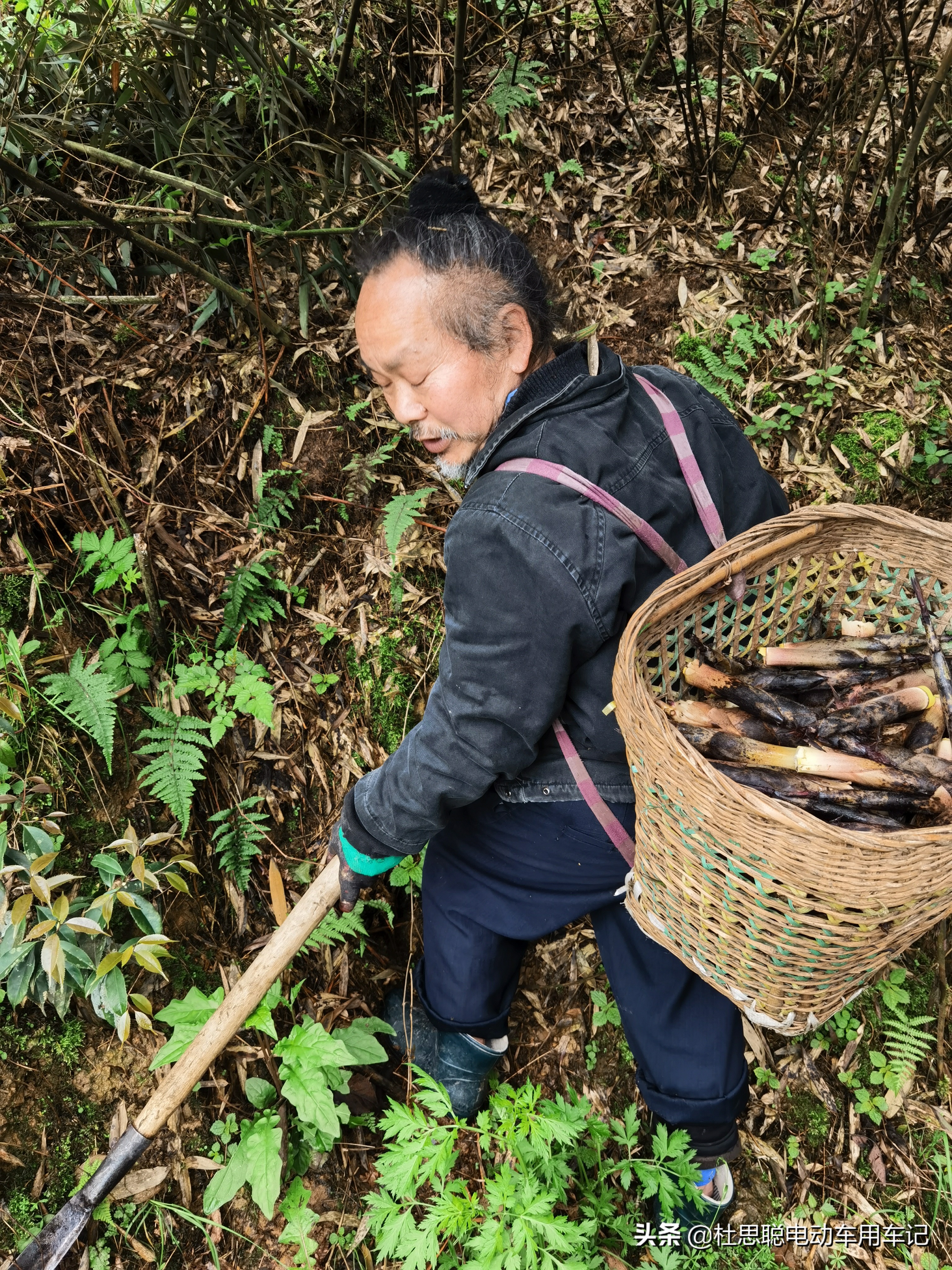 汉EV自驾青城后山，道士给的野生竹笋，拿来做了美味的腊肉炒竹笋