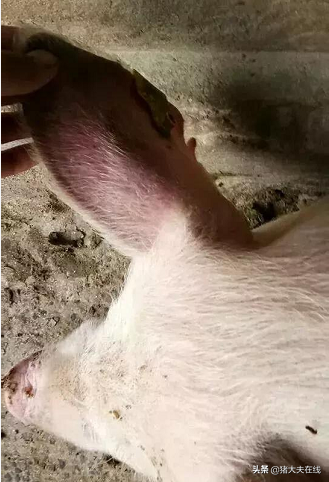 后备母猪退烧后耳朵发紫体温升高怎么办？