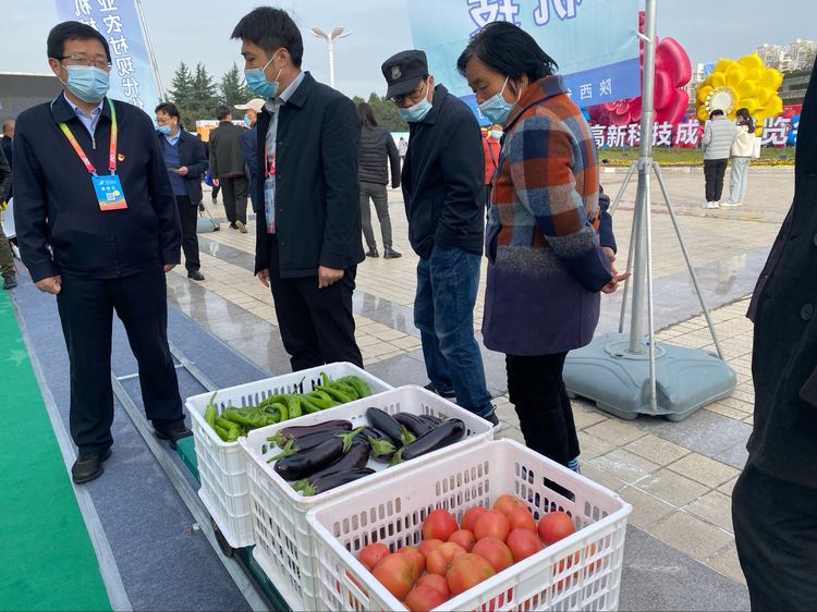 西部网聚焦农高会 | 第28届中国杨凌农高会今日开幕 大荔展区引人注目