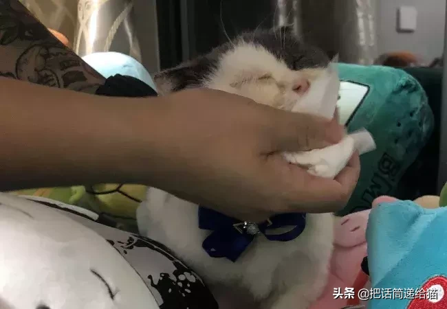 猫最近爱叫怎么回事 a239d764c2364526896ddedc29941bf4.png?from=pc
