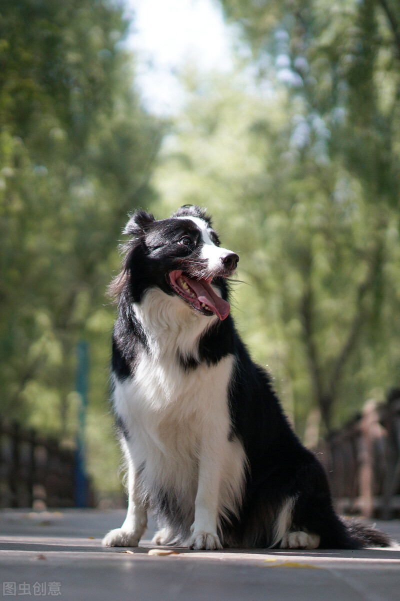 边牧不能吃的25种食物