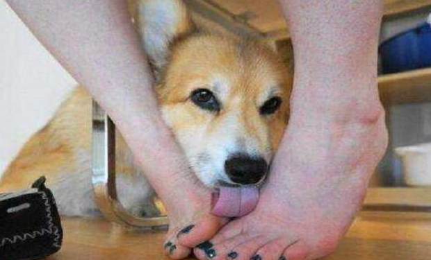 狗狗舔主人手脚意味着什么（也许它想告诉你这些事）-第5张图片