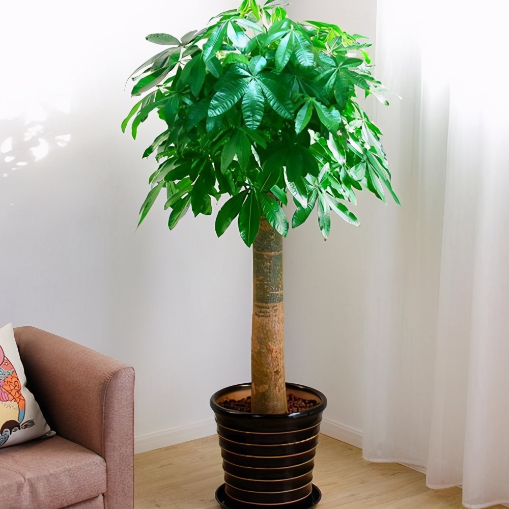 钱串子花图片大全(七种带) - 赤虎壹号