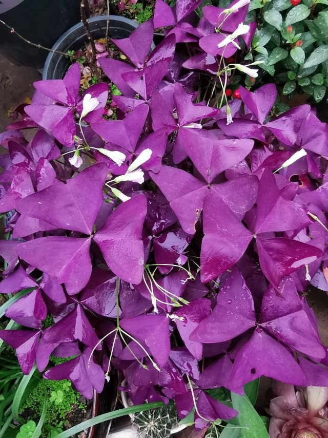 家里养盆紫叶酢浆草，叶子是梦幻紫色，气质满满