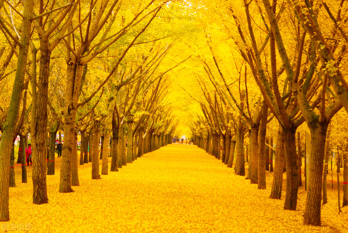 关于“银杏”的诗词，你知道吗？