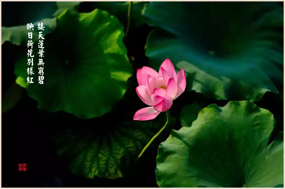 10首带颜色的诗词，赋予了色彩不一样的诗意，美得令人陶醉