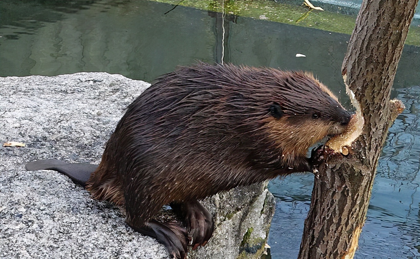 河狸:号称人类之后第二大建筑师,蠢萌的外表下,却带来极大伤害