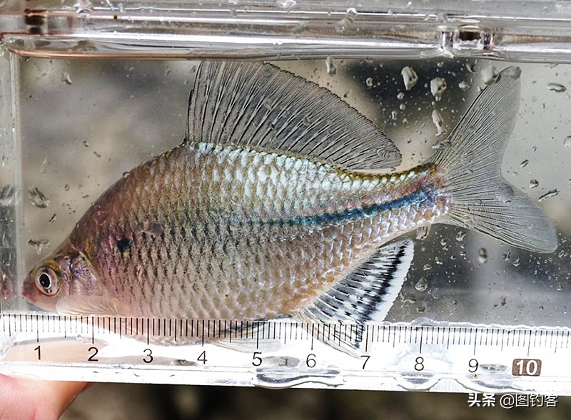 鳑鲏鱼没有人不认识，但个头大有须的鳑鲏你知道吗？它们叫“鱊”