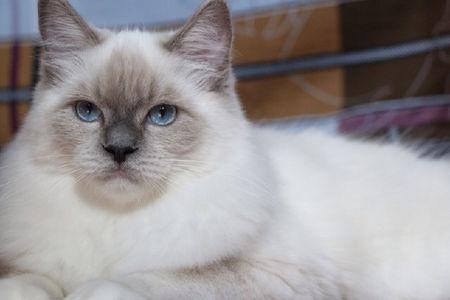 貓咪鼻頭發(fā)白不能忽視，直接反映健康狀況