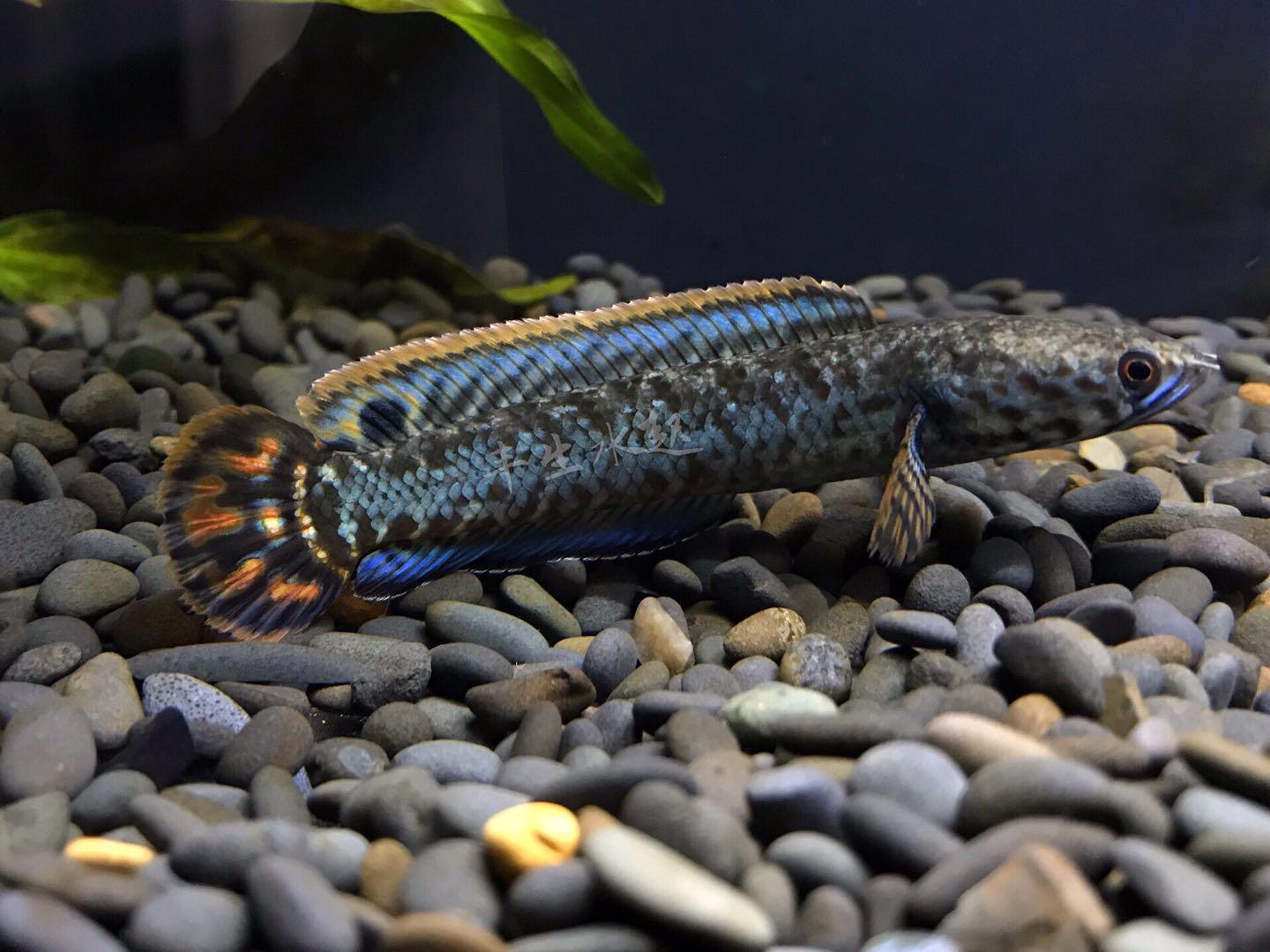 霸道的五顔六色的雷魚 既好看又育種 我們應該如何飼養它 飼養五顔六色的鳐魚龍魚的魚缸必須有蓋子 五顔六色的龍魚進入水箱前的超溫水是無法避免的 五顔六色的雷龍魚的水溫是免費的 喂食五顔六色的人造絲可以訓練你互動 五顔六色的雷霆龍的選擇隻是看看狀态 五顔六