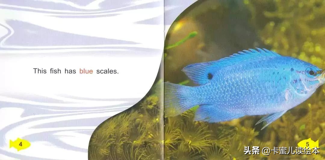 英文有聲繪本《Fish Colours》魚的顏色
