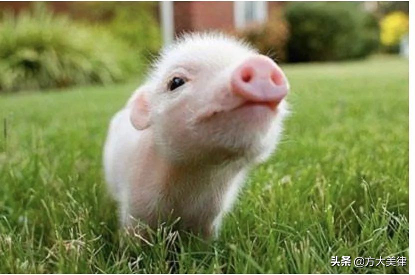 这里有份甜甜的恋爱协议书模板请查收