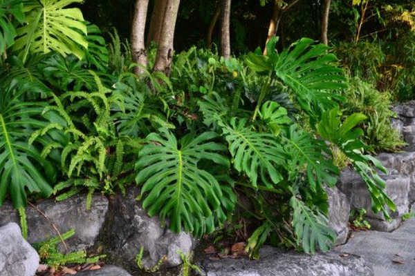 这3种绿植真高端，上档次又大气，摆在客厅谁看都喜欢