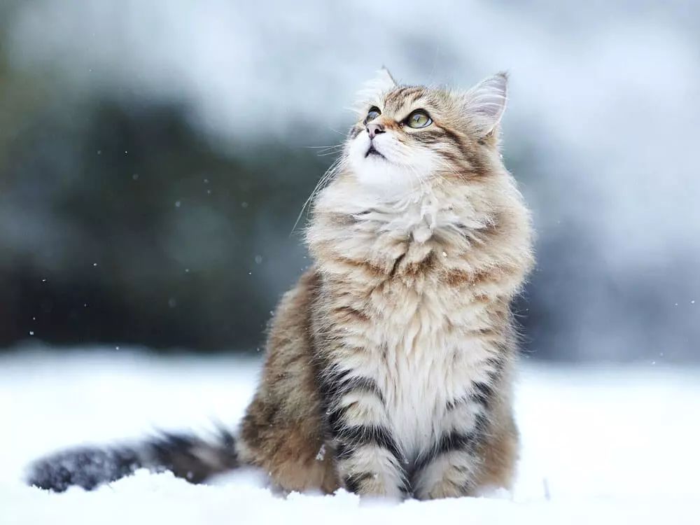 十大名猫闪亮登场，看看你最喜欢哪种