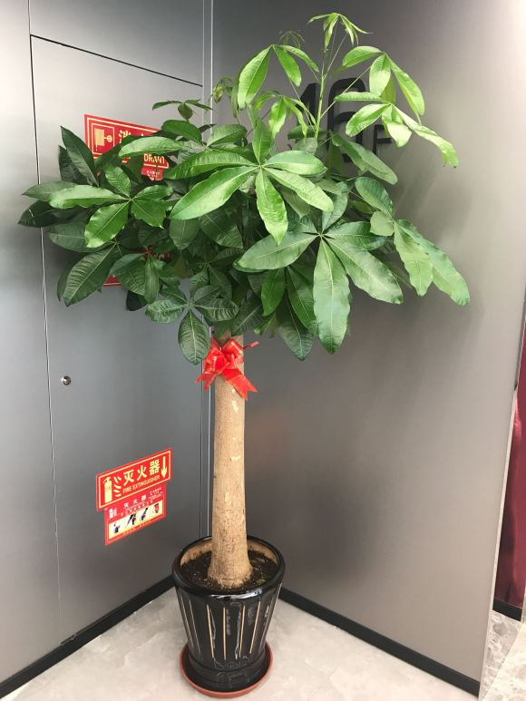 发财树怎样养才能养得好（发财树最全养护方法）