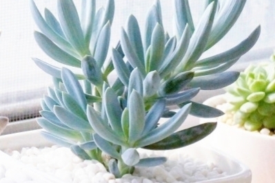 蓝云杉多肉怎么养长得好「图文」 -骁龙网