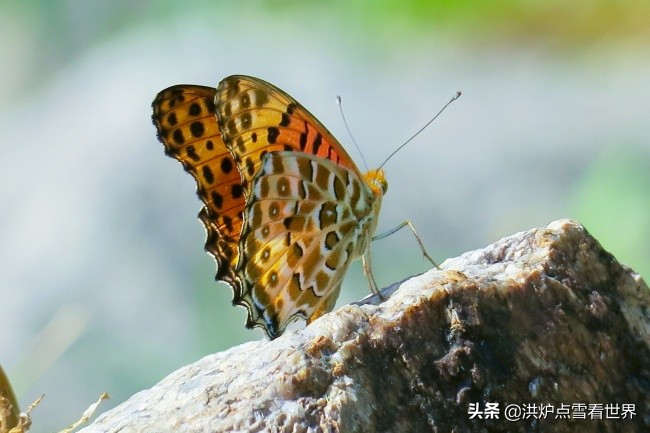 直销、传销、三级分销的区别