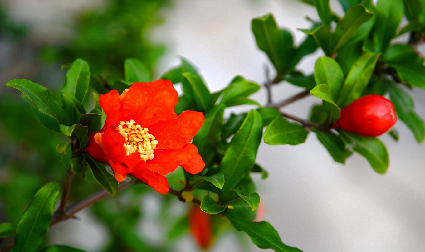 「诗词鉴赏」榴花初染火般红，古诗词里的榴花，燃烧着整个夏天