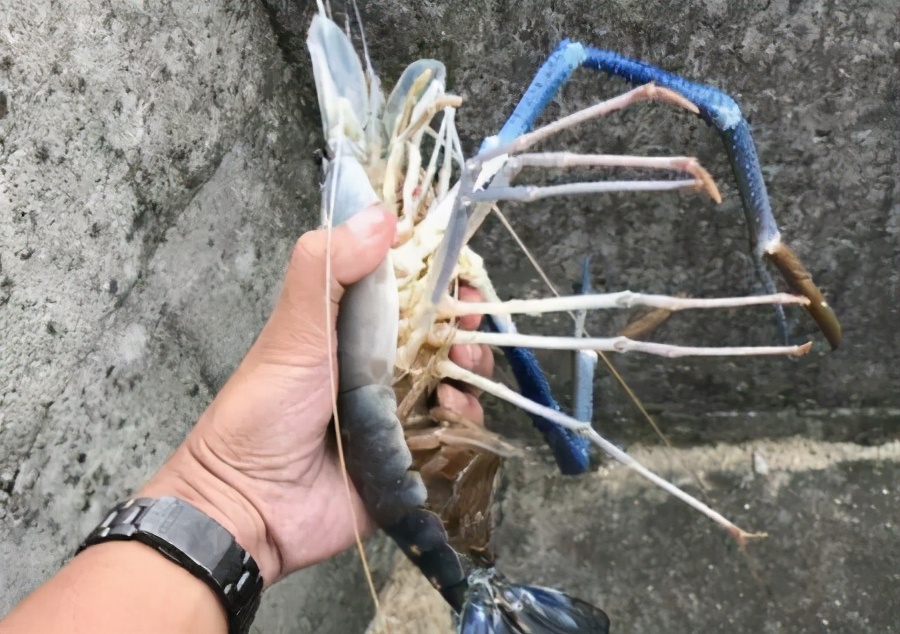 大眼贼虾好养吗(真正的大眼贼虾长的样子)