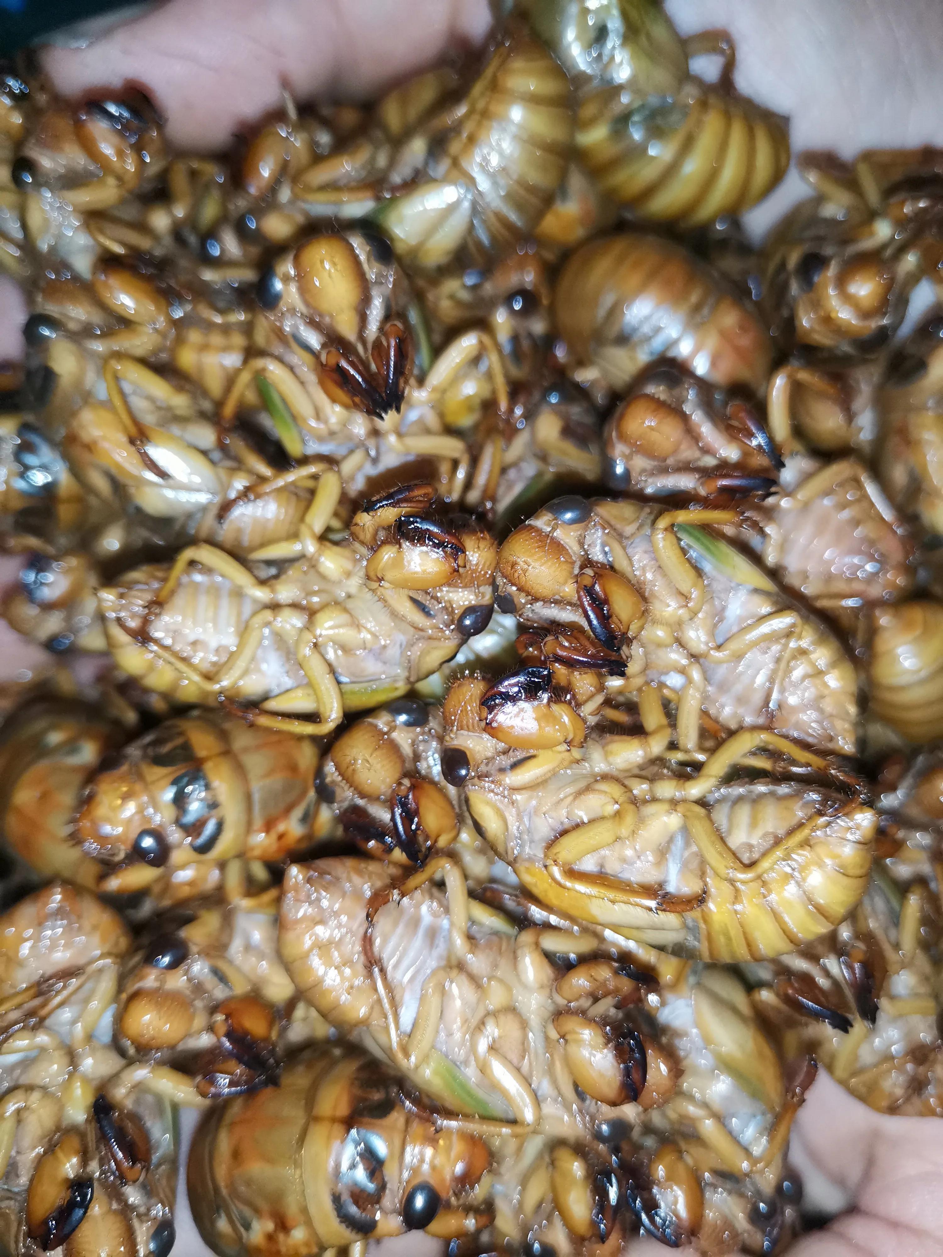 知了猴幼虫怎么养比较好「干货」 -骁龙网