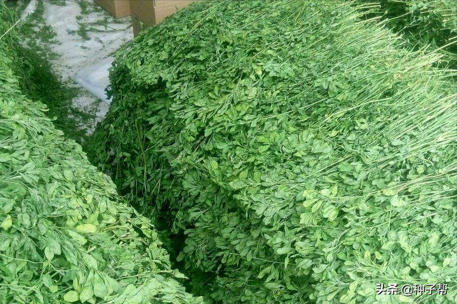 東北耐寒牧草，耐寒-40度，“牧草之王”紫花苜蓿，收割加工流程