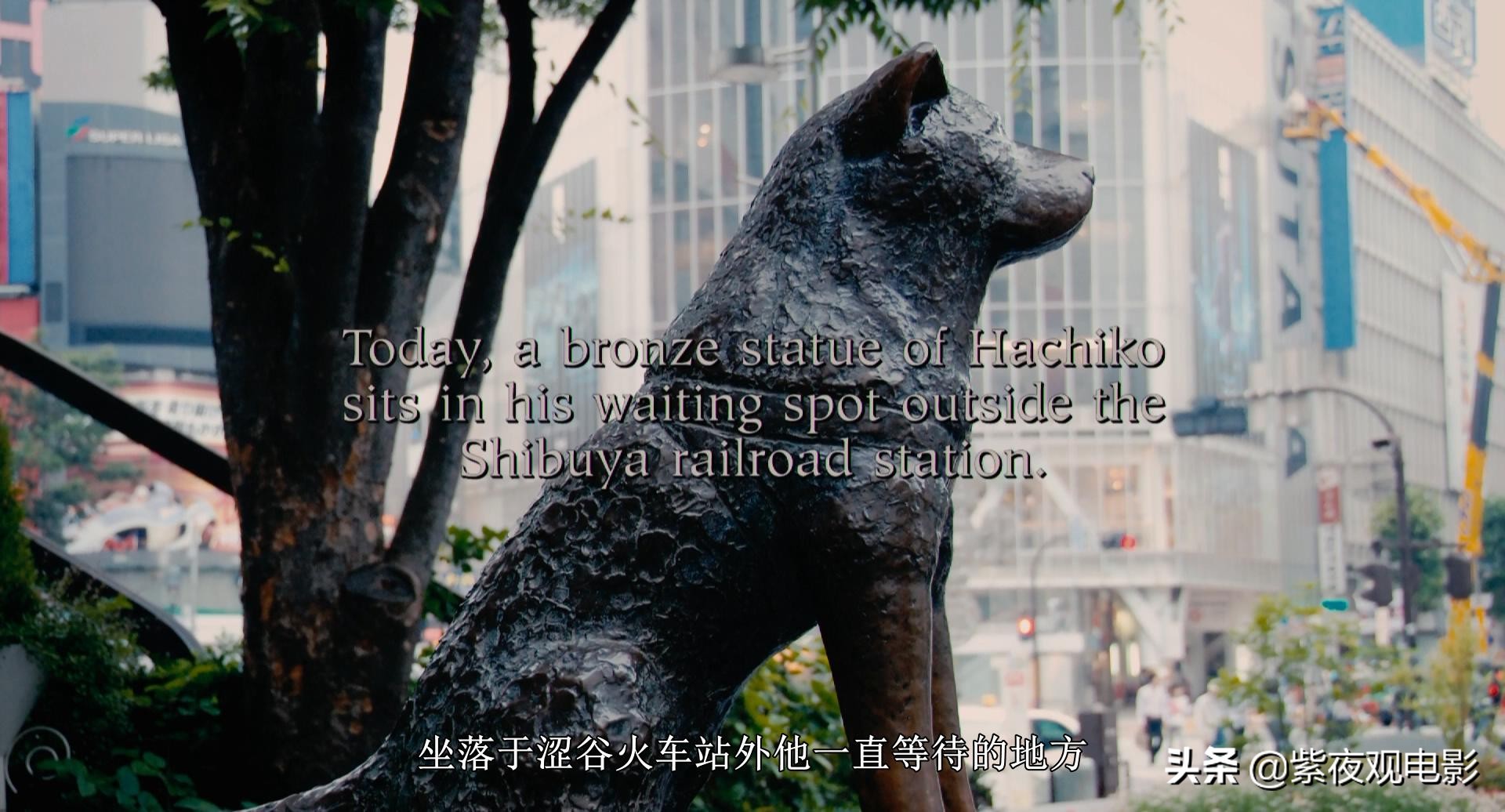 赏析《忠犬八公的故事》