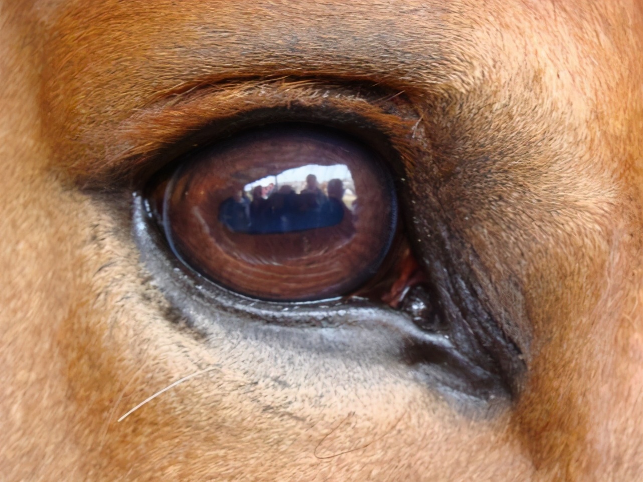 哪种动物的瞳孔是长方形的（分享陆生动物的不同瞳孔大全）