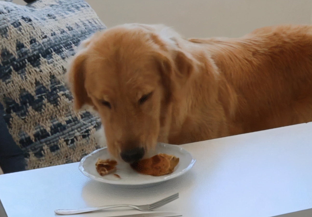 金毛犬拉稀怎么办？