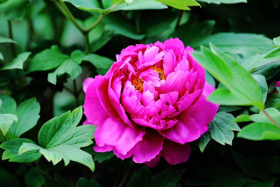 东风吹柳万条斜，马踏春泥半是花。《清明》唯美佳句知多少