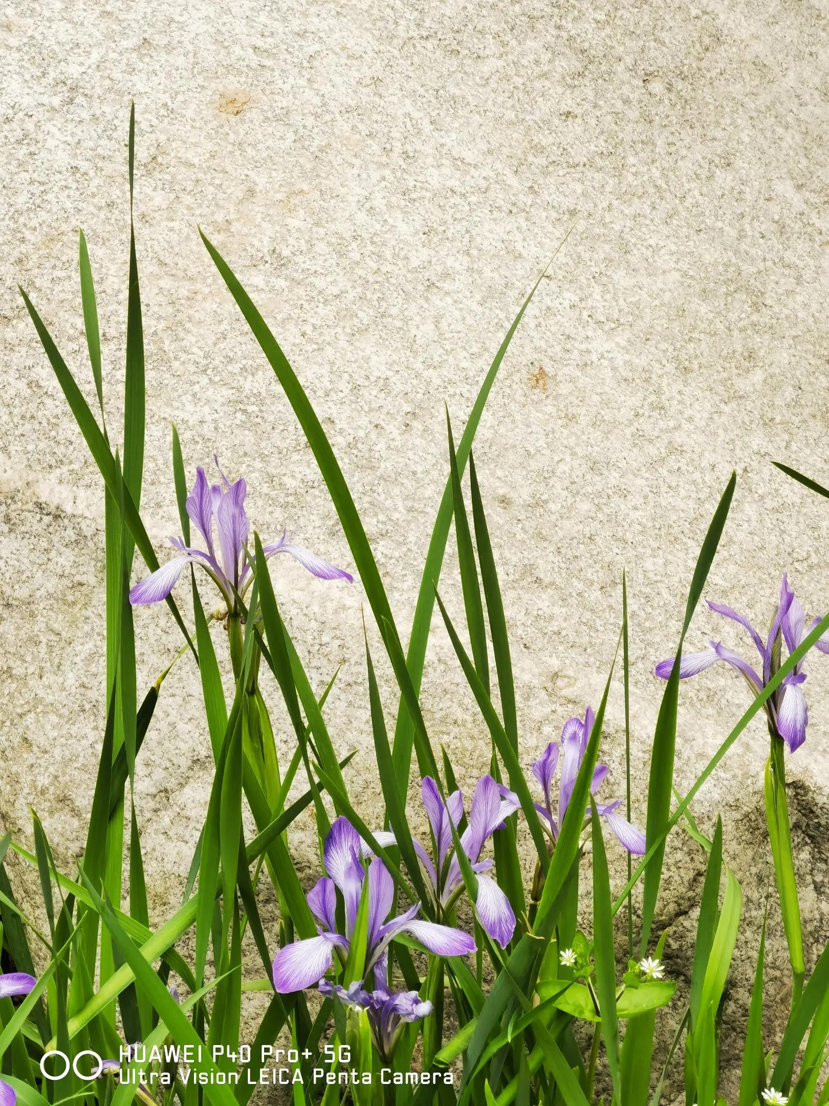 每日一诗《过零丁洋》