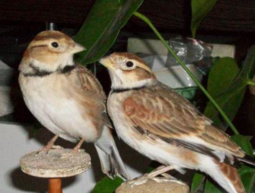 百灵鸟笼图片大全(上了台儿的才叫角儿) - 赤虎壹号