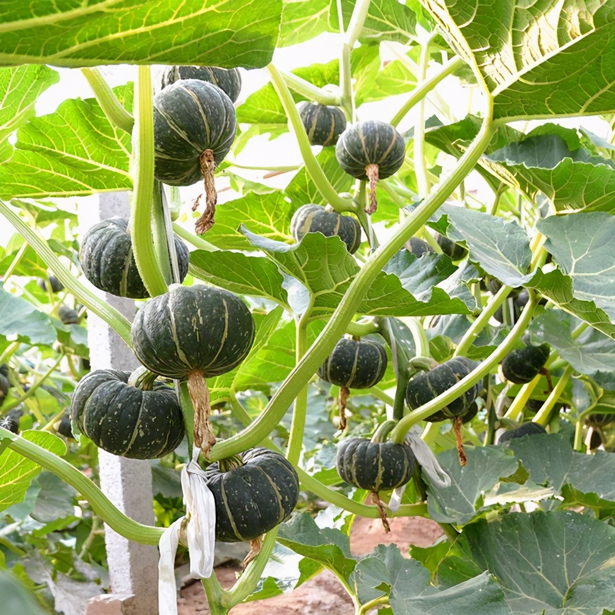 贝贝南瓜露地怎么种植(贝贝南瓜的正确养殖方法)