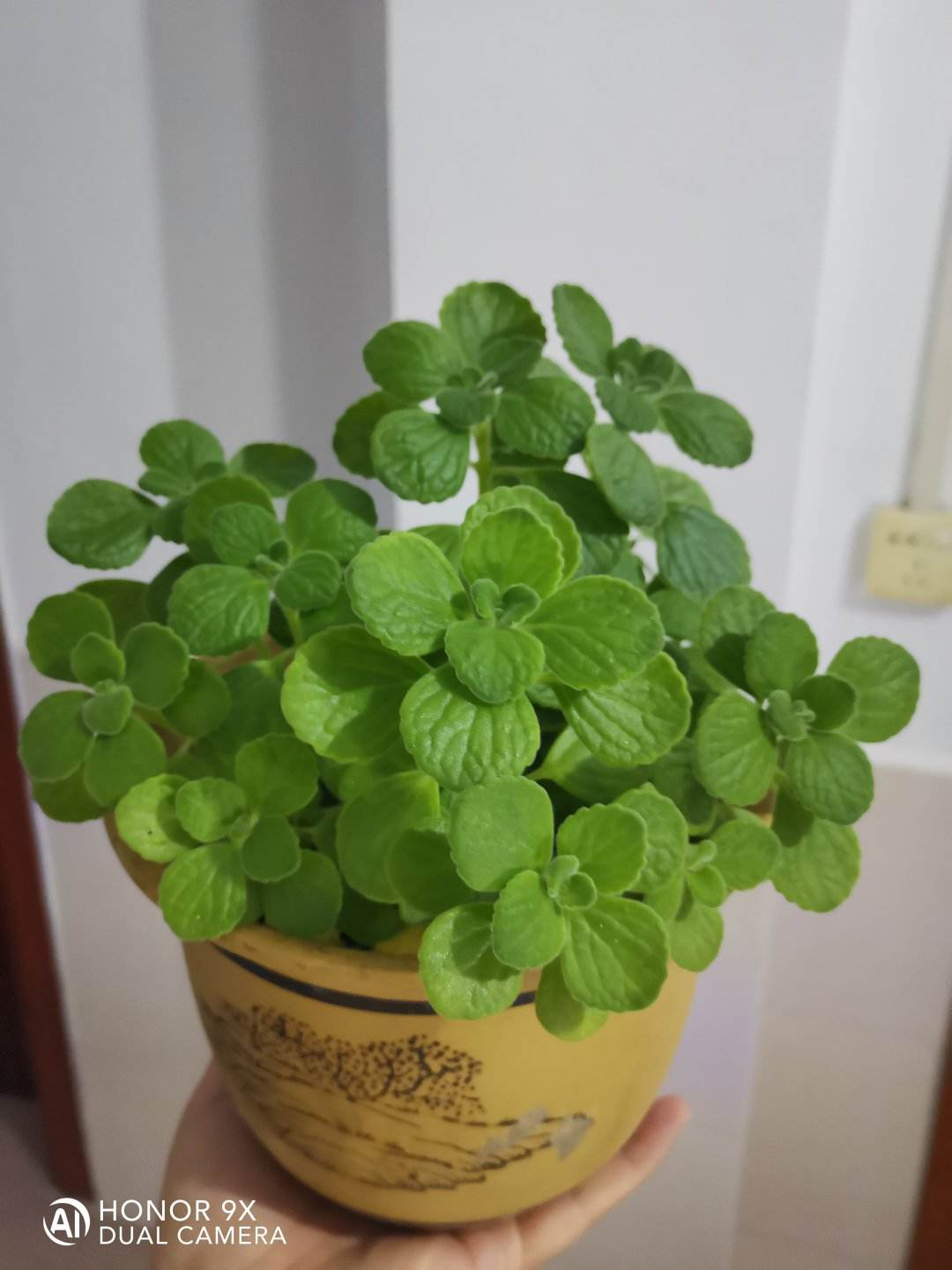 花香味浓的植物，有的人觉得香，有的人觉得臭