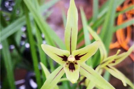 還不知道蘭花一般養幾年開花，怎麼養能多開花？專家告訴你答案