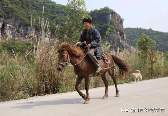 阅尽沧桑老柳树，至今读来泪沾襟