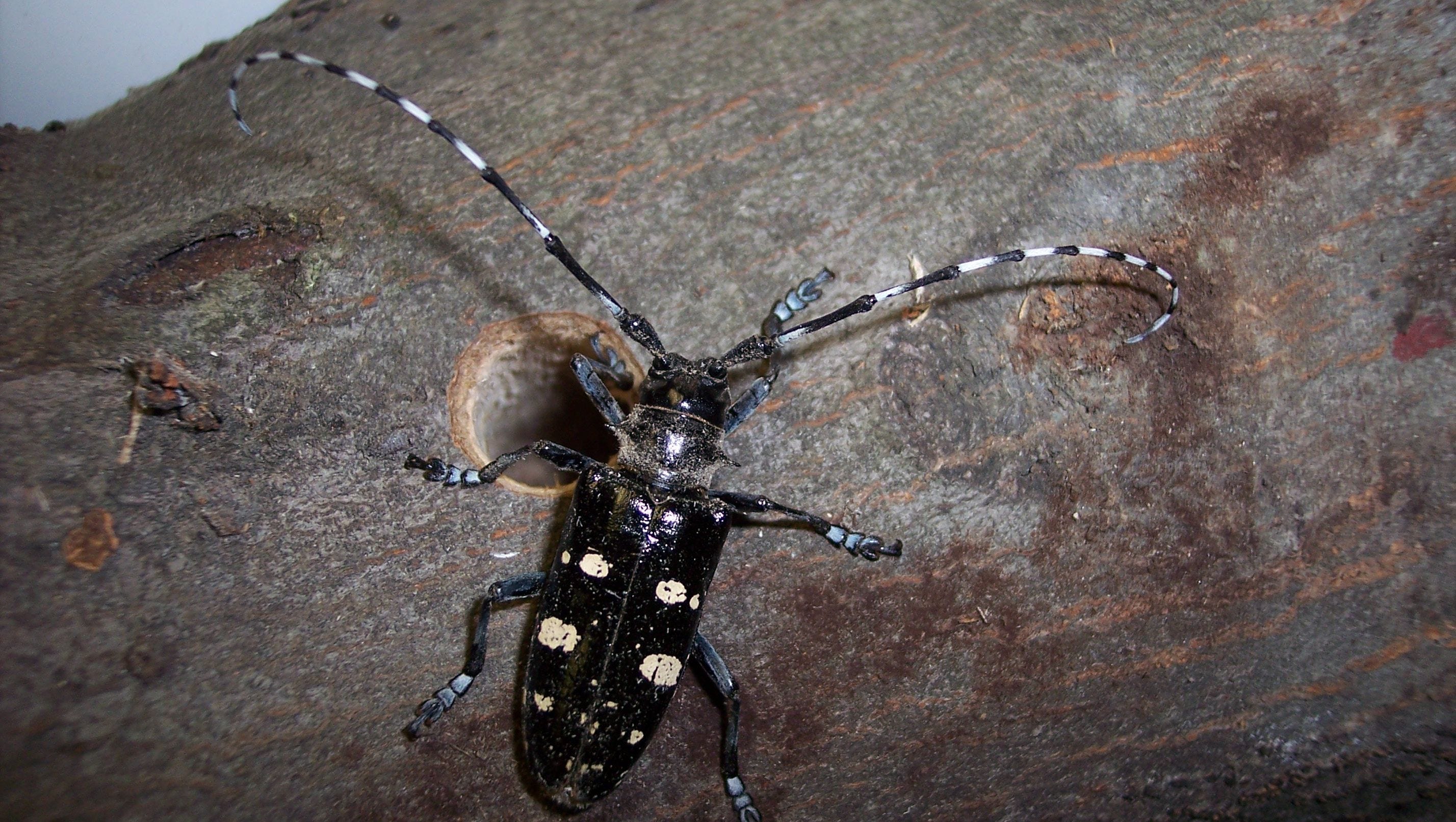 被天牛咬伤了怎么办)-我的快乐小窝