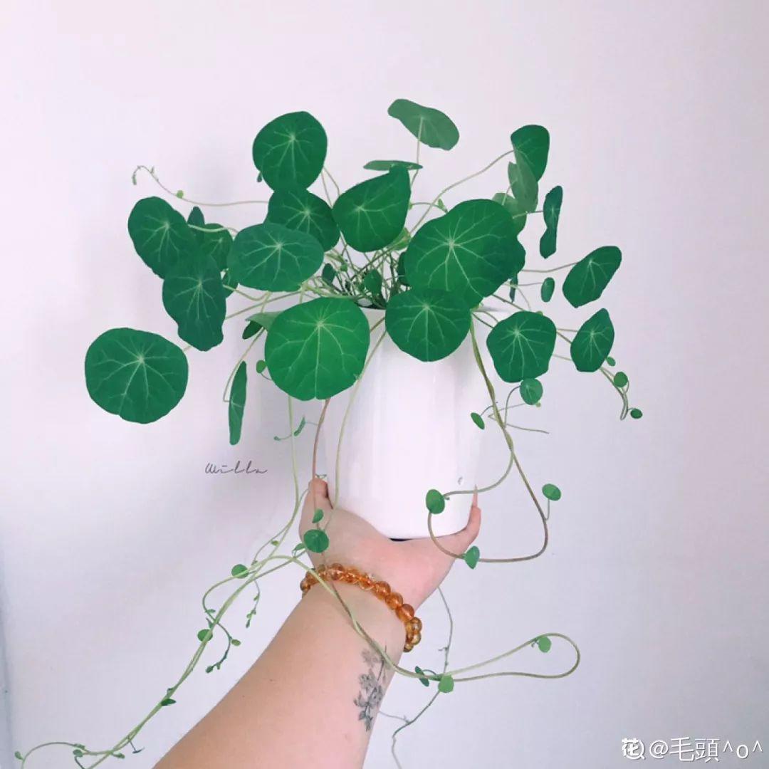 20种耐阴花,比绿萝好养,摆客厅名贵又有范儿
