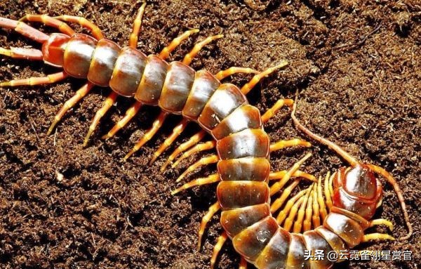 为何五毒之一蜈蚣,偏偏会害怕大公鸡?看完你就会明白了