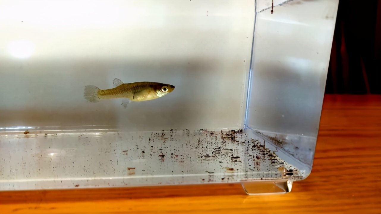 吃蚊能手食蚊鱼