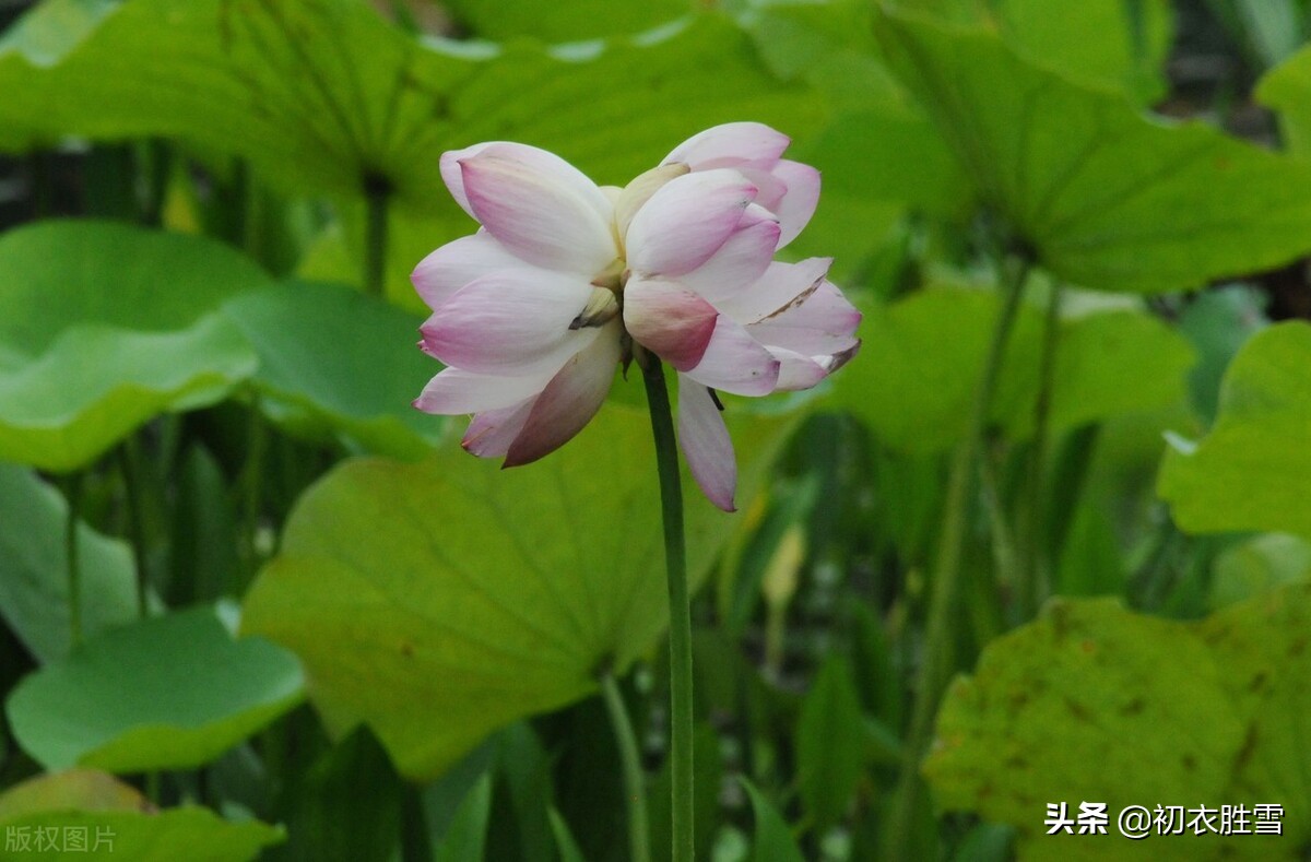 并蒂莲花诗词七首赏读：露湿红芳双朵重，并蒂芙蓉本自双