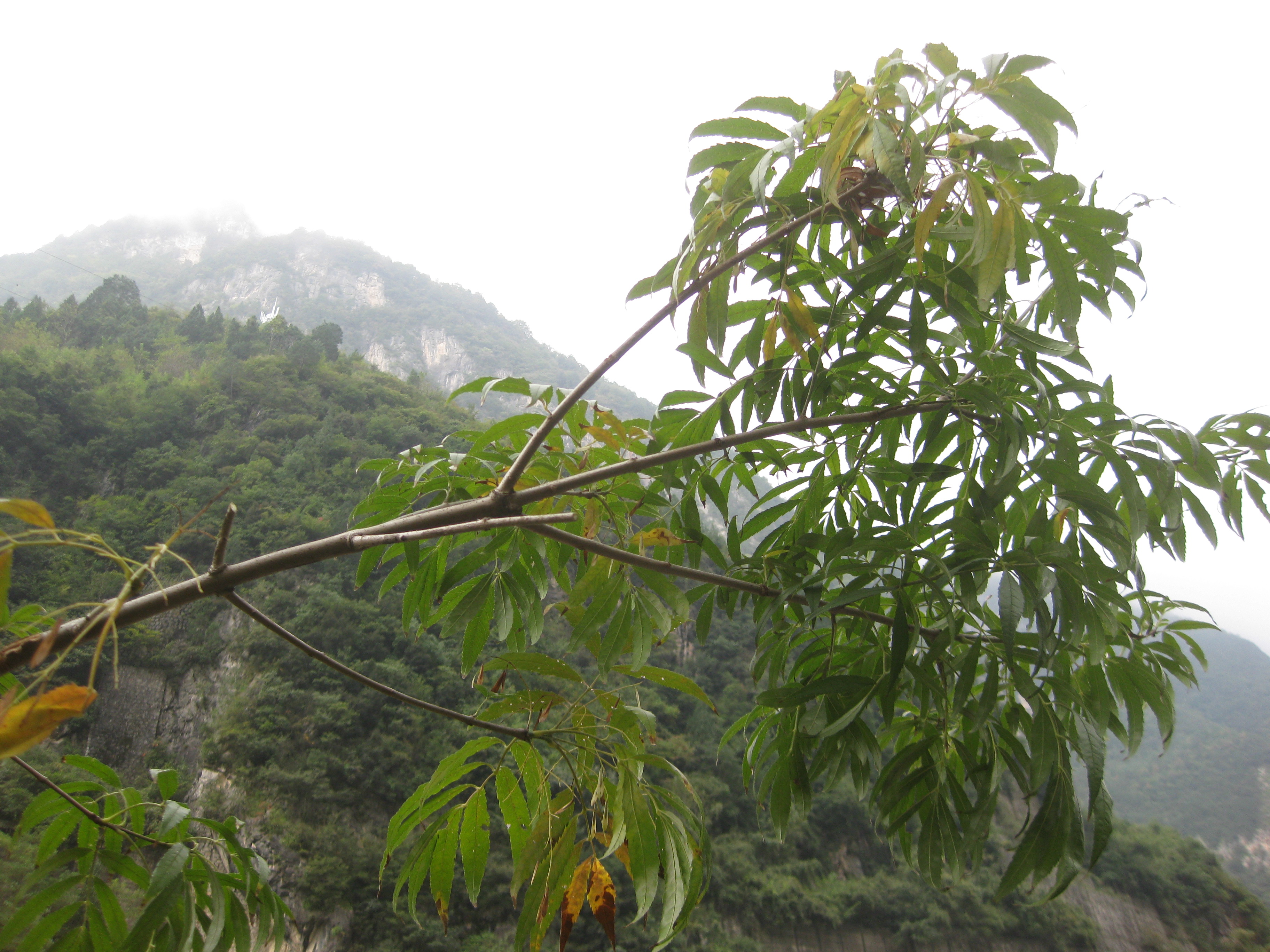 秦嶺珍稀白蠟——披針葉白蠟
